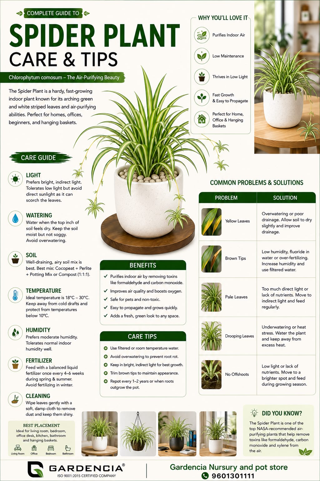 Spider Plant