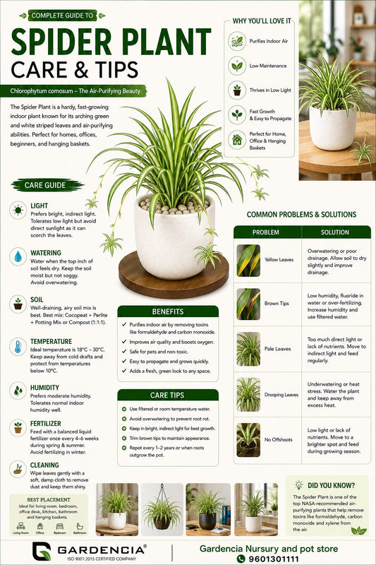 Spider Plant