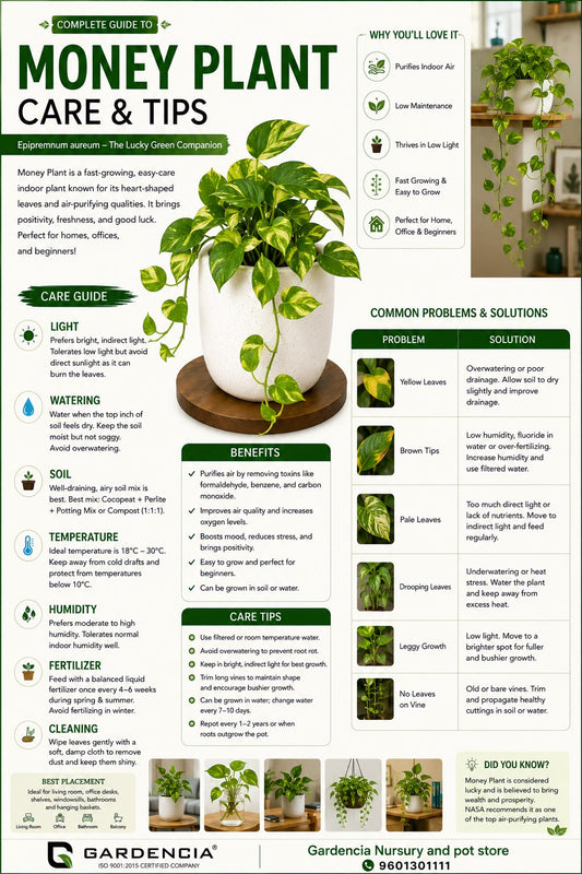 Money Plant