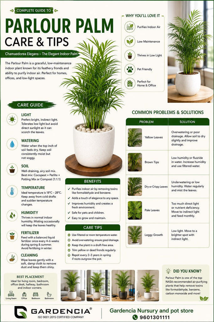 Parlour Palm
