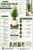 Parlour Palm