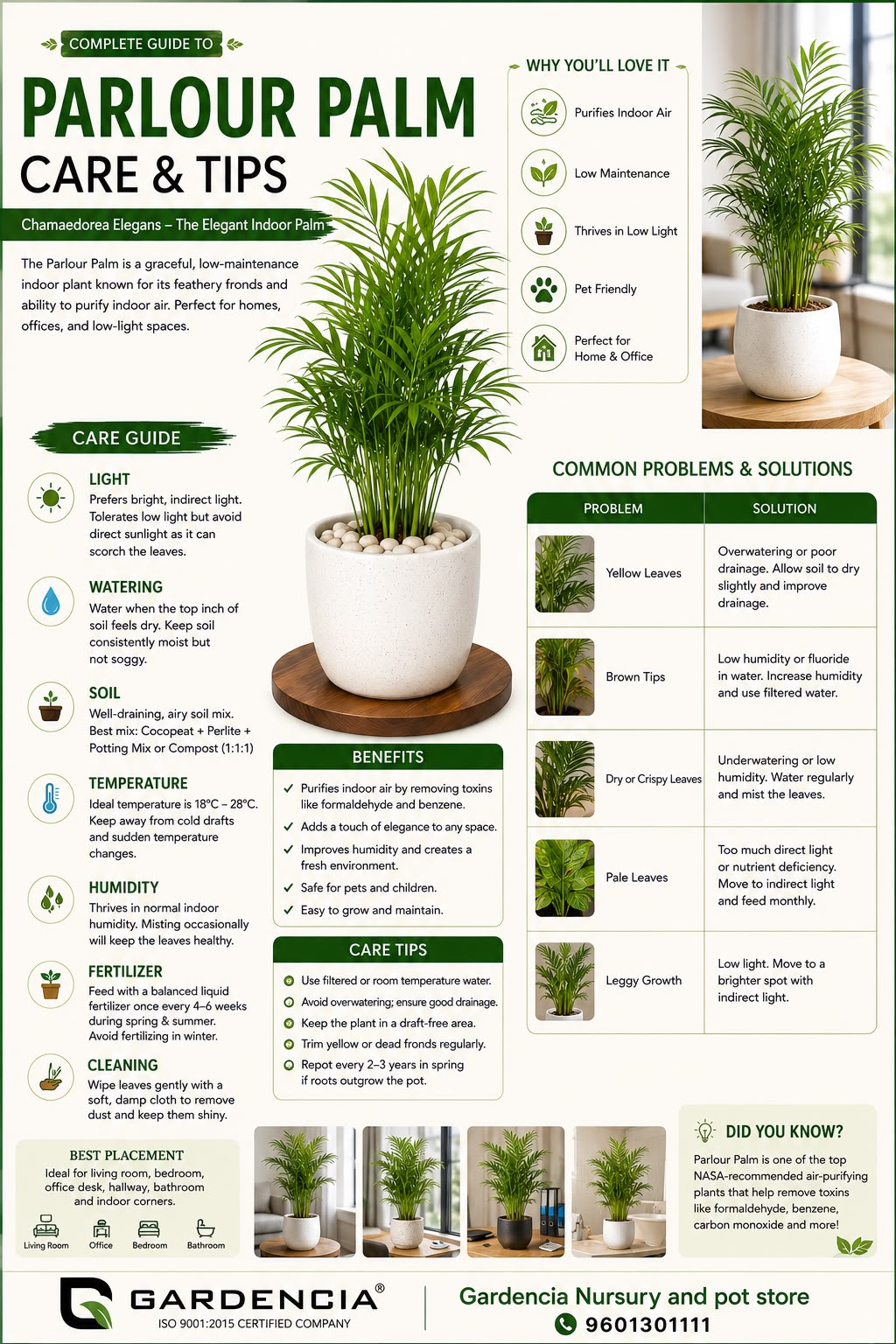 Parlour Palm