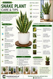 Snake Plant