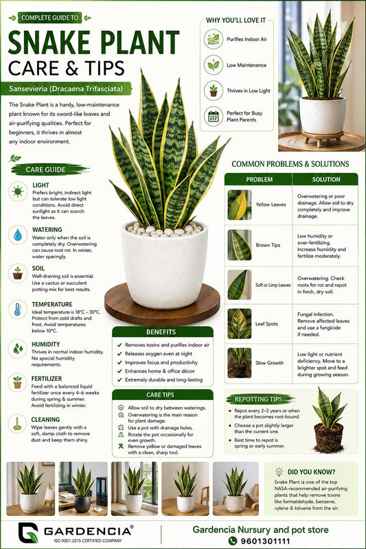 Snake Plant