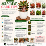 Aglaonema