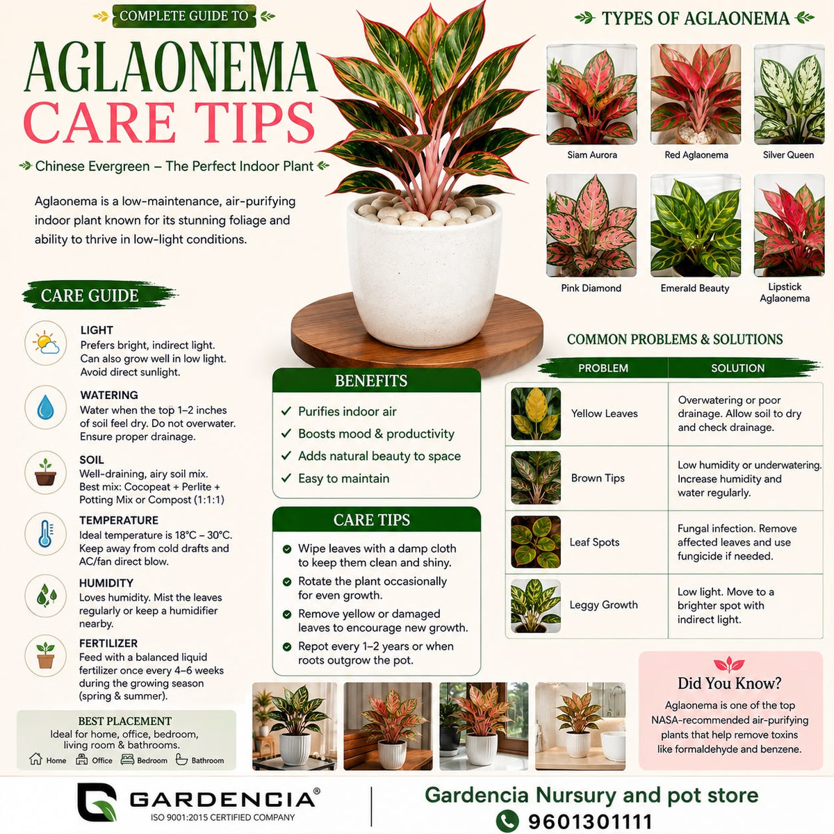 Aglaonema