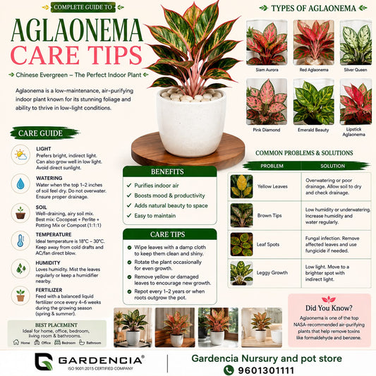 Aglaonema