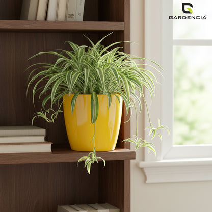 Vistara Self Watering Pot