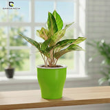 GARDENCIA Cone Self Watering Planter 6/8"