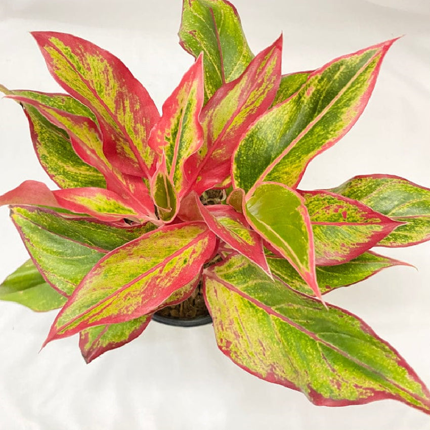 Aglaonema Lipstick