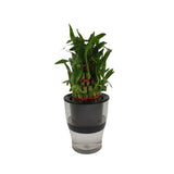 Chinese Bamboo