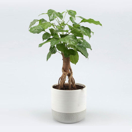 Bonsai Machira