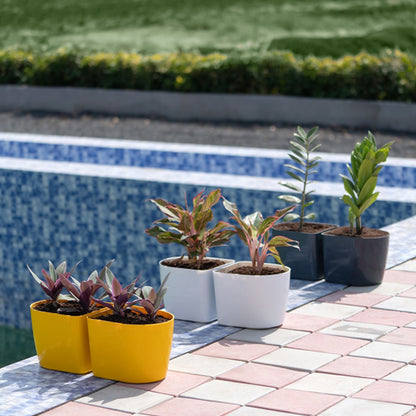 Gardencia D Type Planter