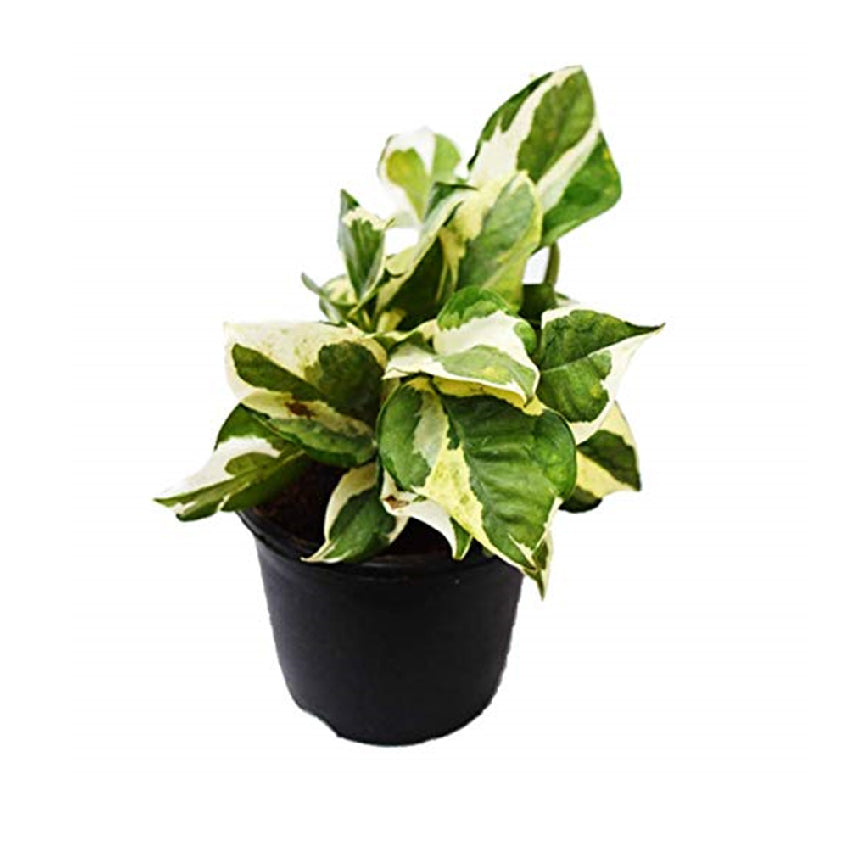 NJoy Scindapsus (Marble Money Plant)