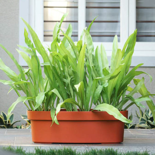 Oval Pot With Tray