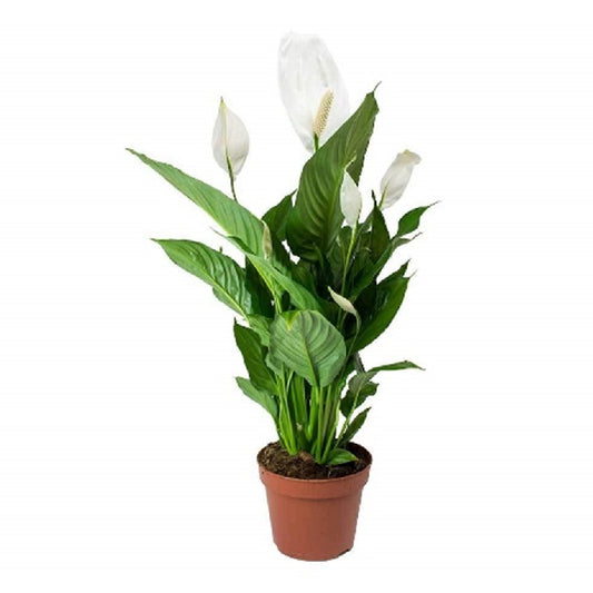 Peace Lily (Spathiphylum)