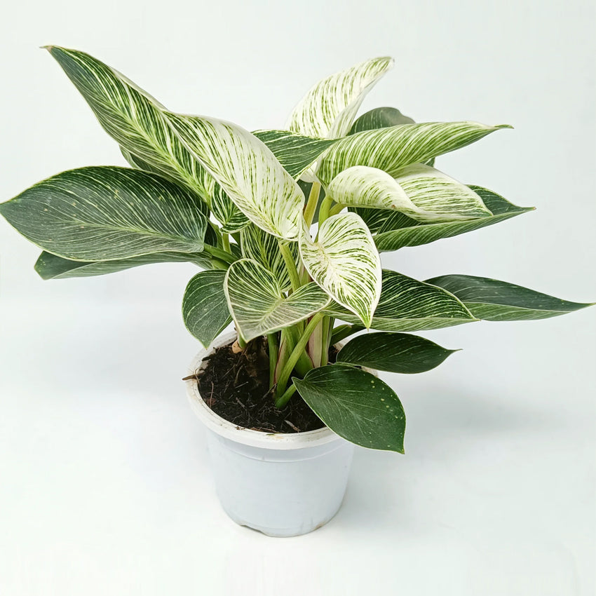 Philodendron Birkin