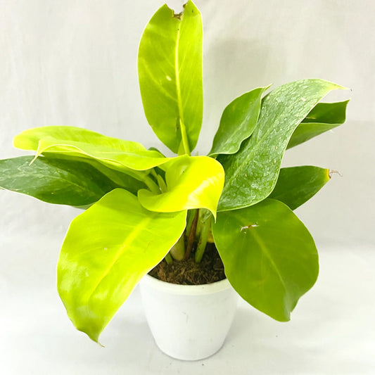 Philodendron Green