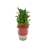 Chinese Bamboo