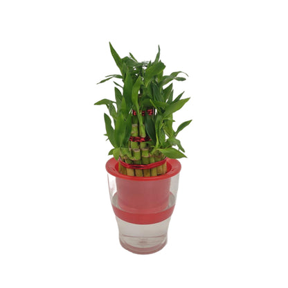 Chinese Bamboo