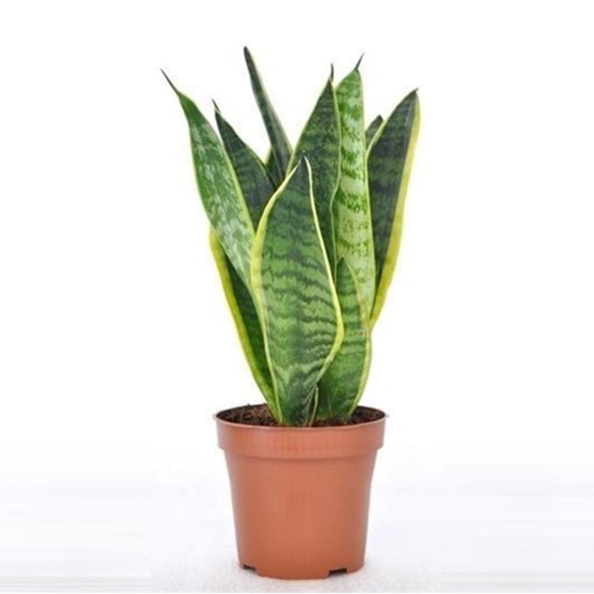 Sanseveria