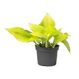 Money Plant