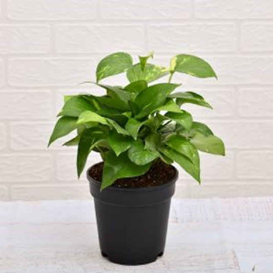 Scindapsus Green (Green Money Plant)