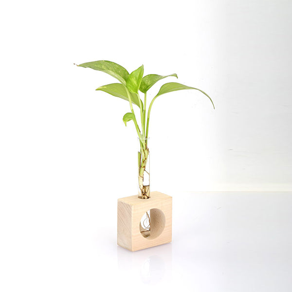 Test Tube Planter