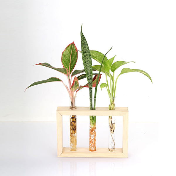 Test Tube Planter