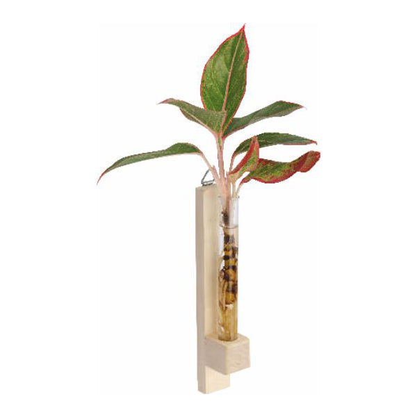 Test Tube Planter