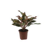 Aglaonema Lipstick Plant