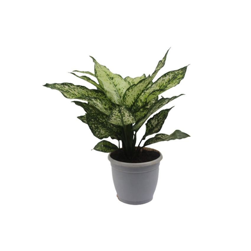 Aglaonema Snow White