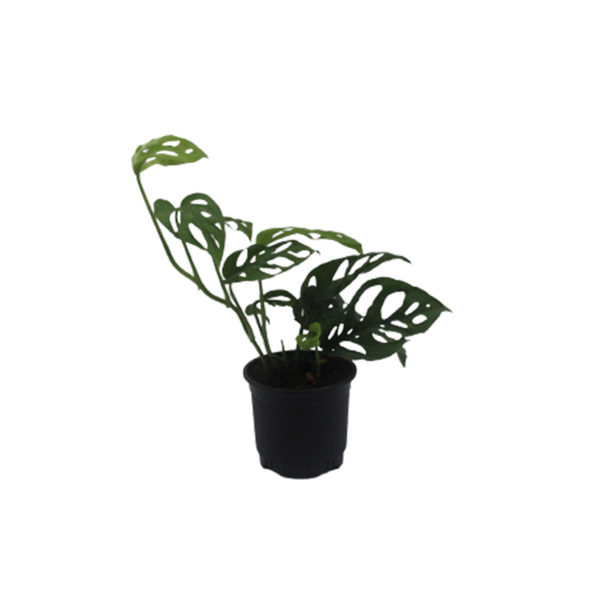 Broken Heart Plant