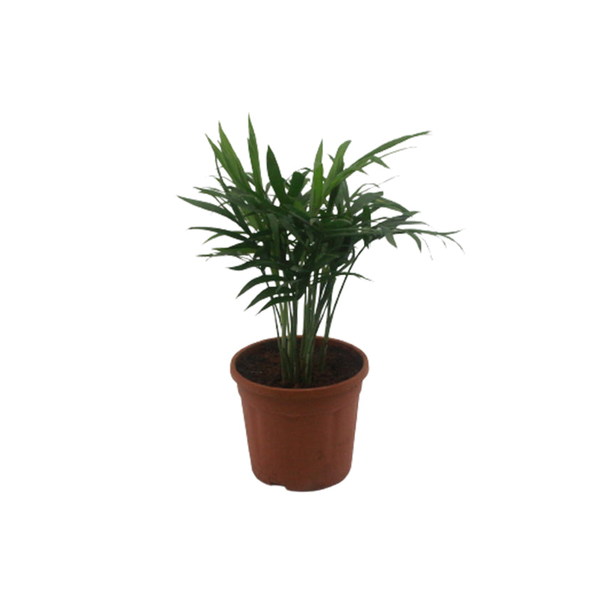 Chamundra Palm