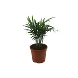 Chamundra Palm
