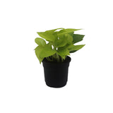 Money Plant Golden