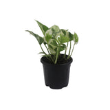 Money Plant N Joy Variegated
