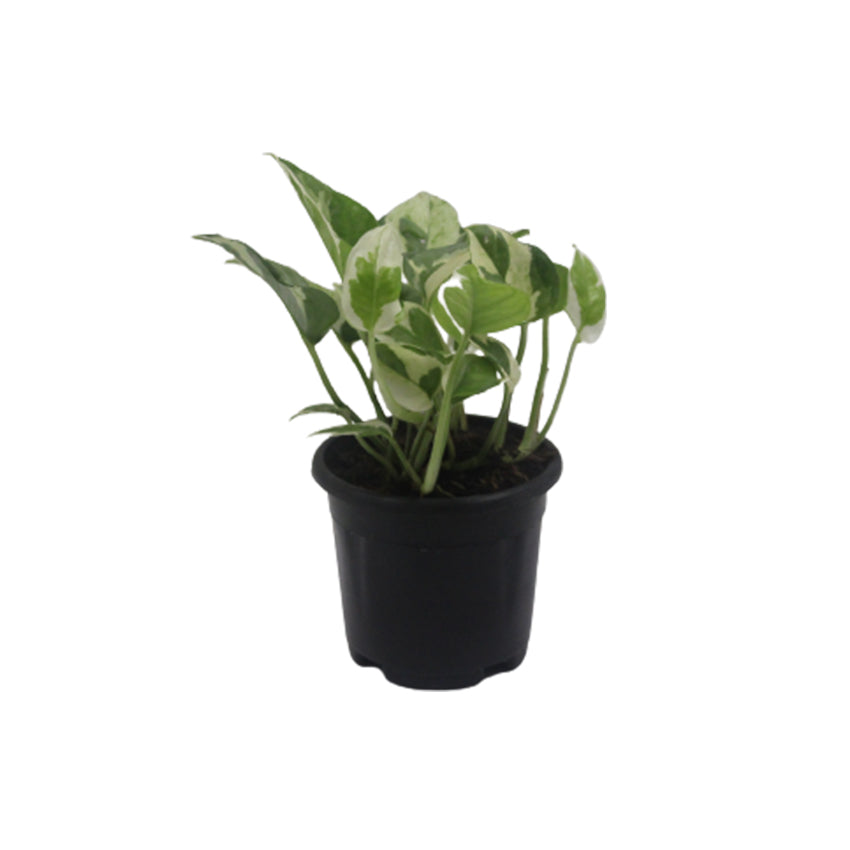 Money Plant N Joy Variegated