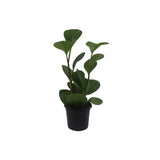 Peperomia Green
