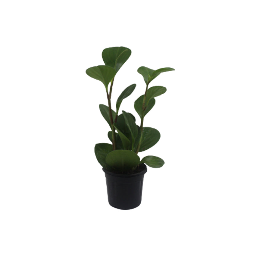Peperomia Green
