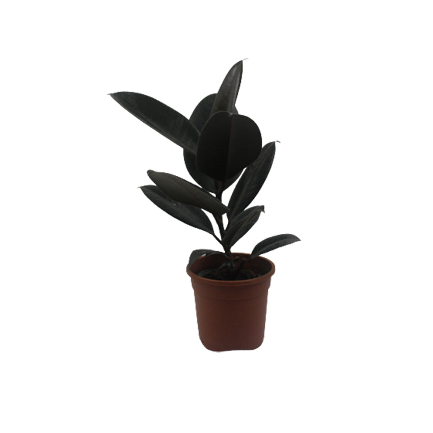 Rubber Plant Black