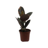 Rubber Plant Variegated
