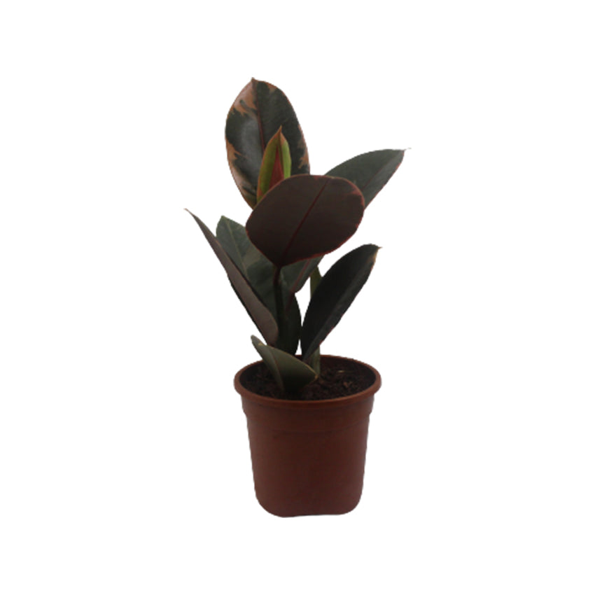 Rubber Plant Variegated