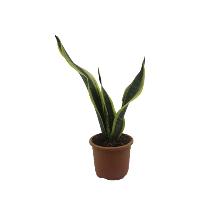 Snake Plant Golden Border