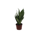 Snake Plant Variegated