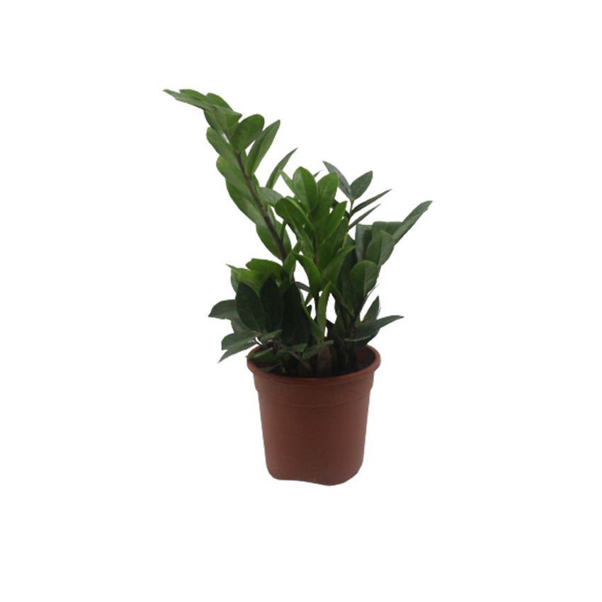 Zamia Plant