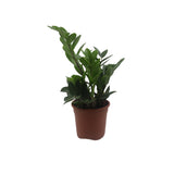Zamia Plant